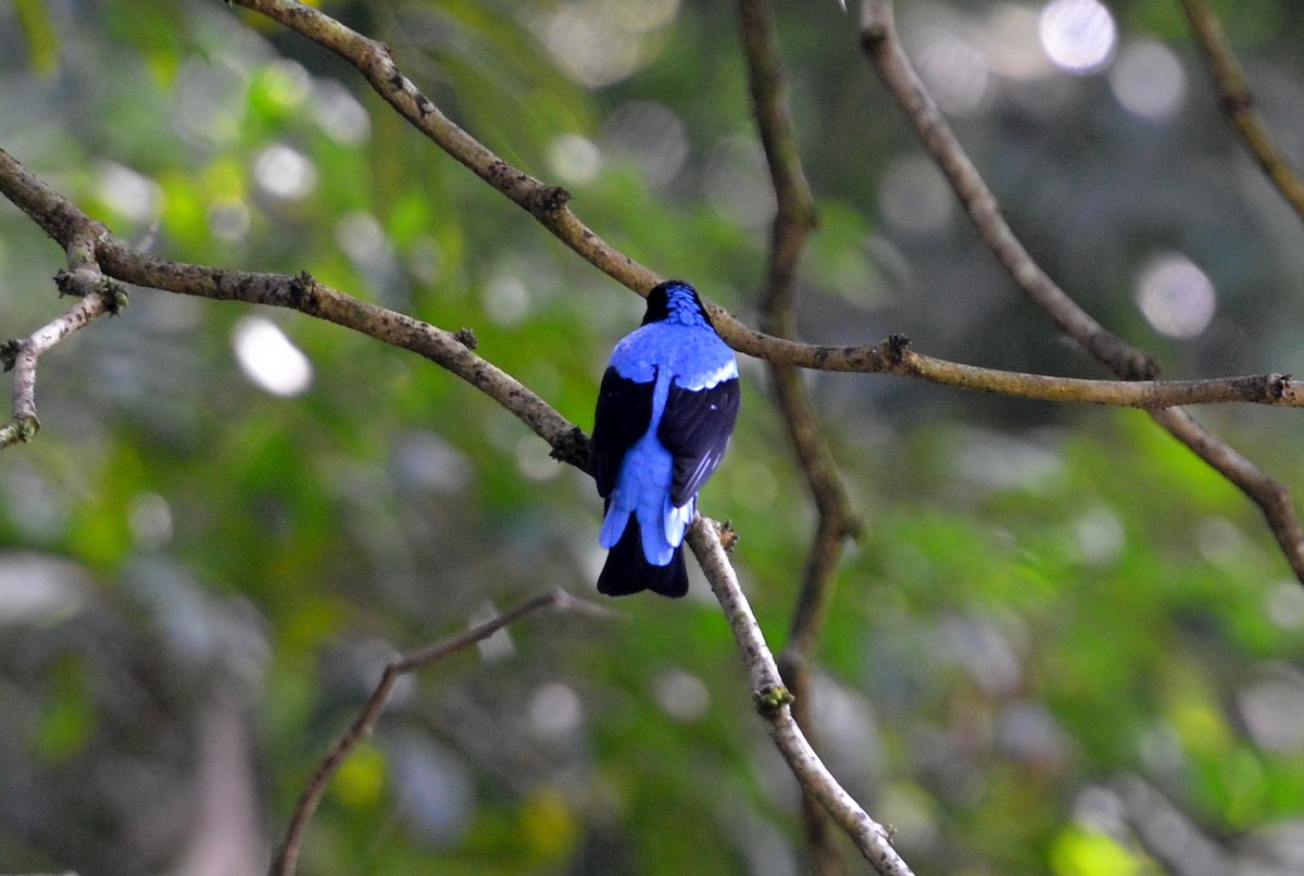 Asian Fairy-bluebird - Dirk Tomsa