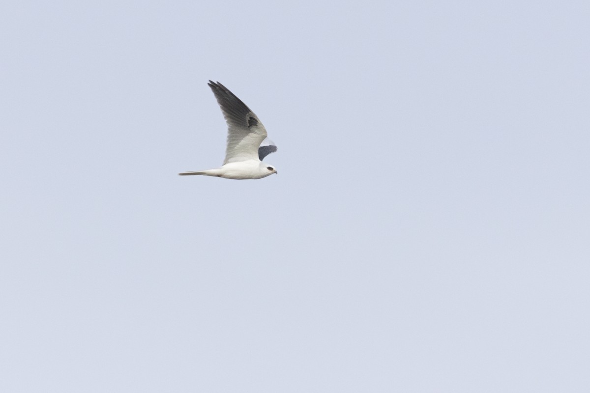 White-tailed Kite - ML612910068