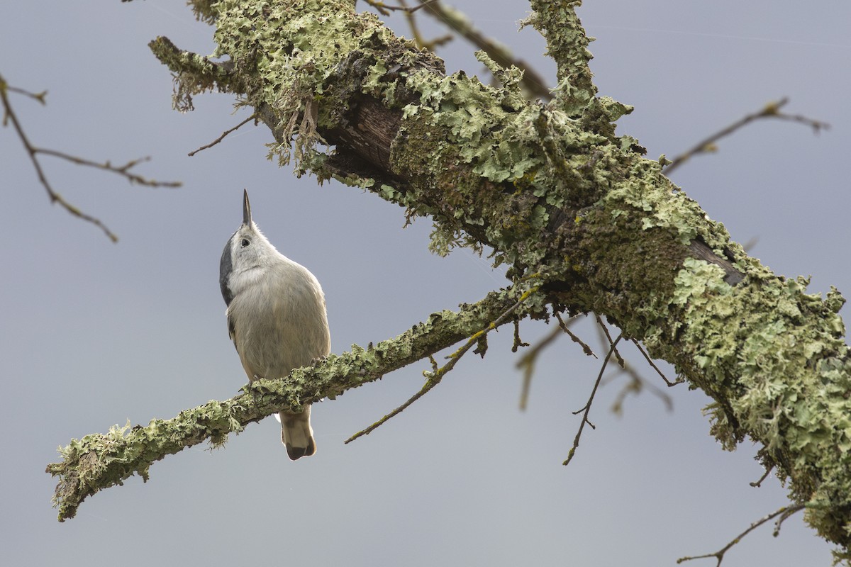 White-breasted Nuthatch - ML612910135