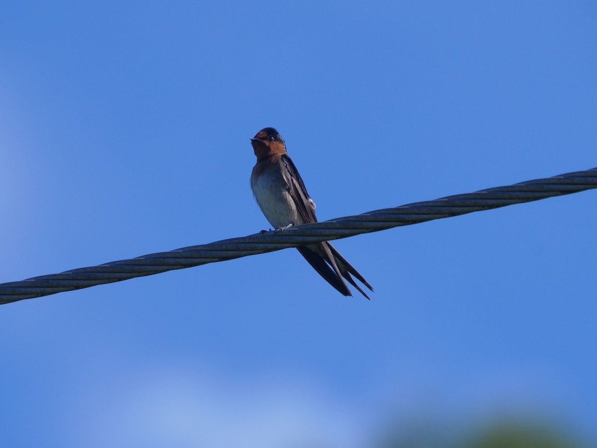 Welcome Swallow - ML612910459