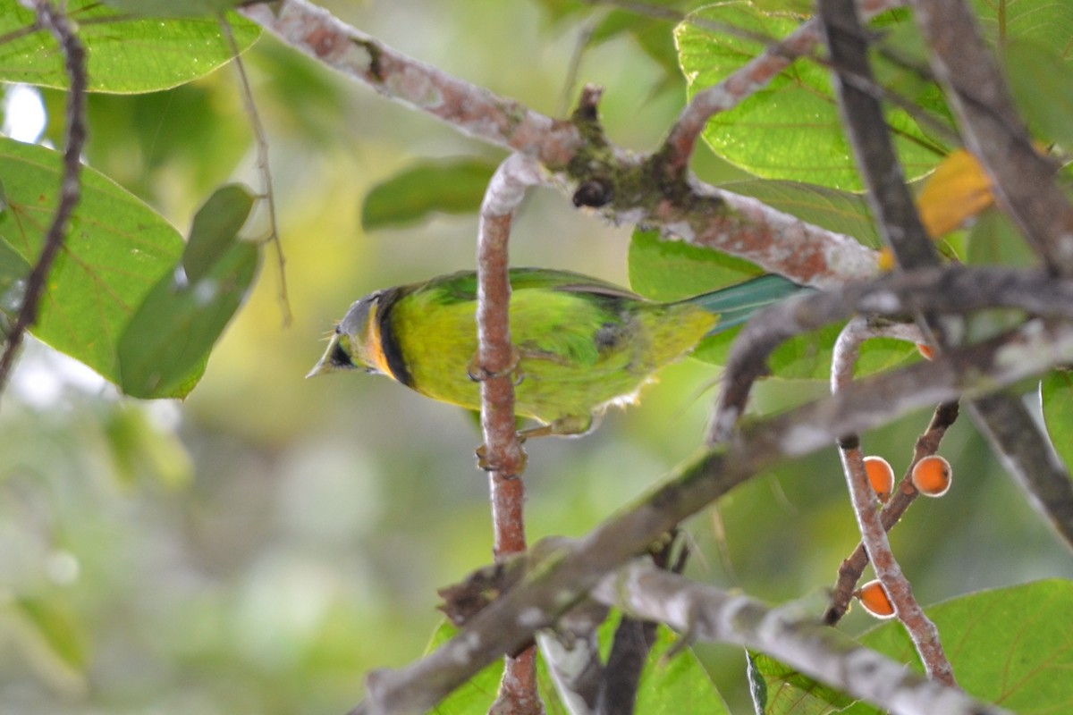 Fire-tufted Barbet - ML612910460