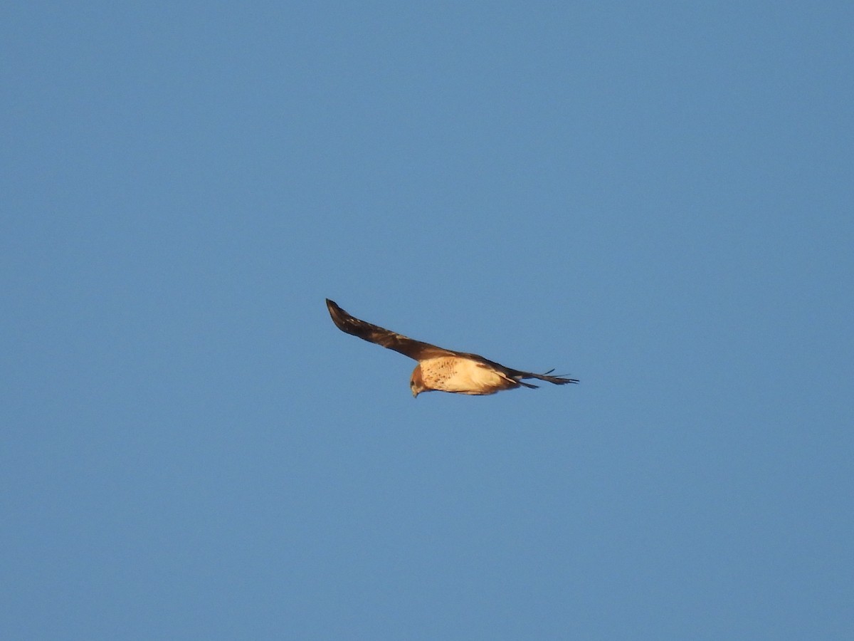 Red-tailed Hawk - ML612910523