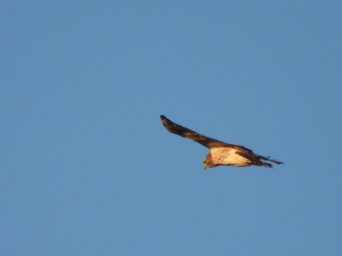 Red-tailed Hawk - ML612910525