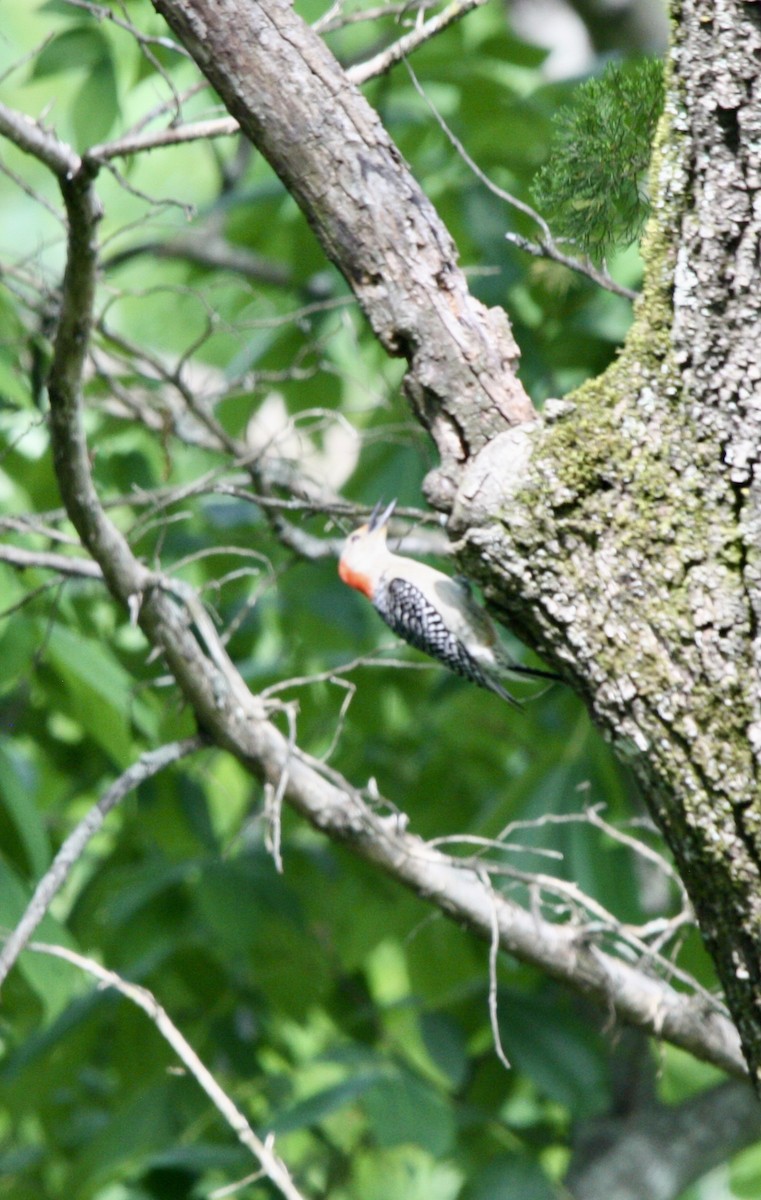 Red-bellied Woodpecker - ML612910661