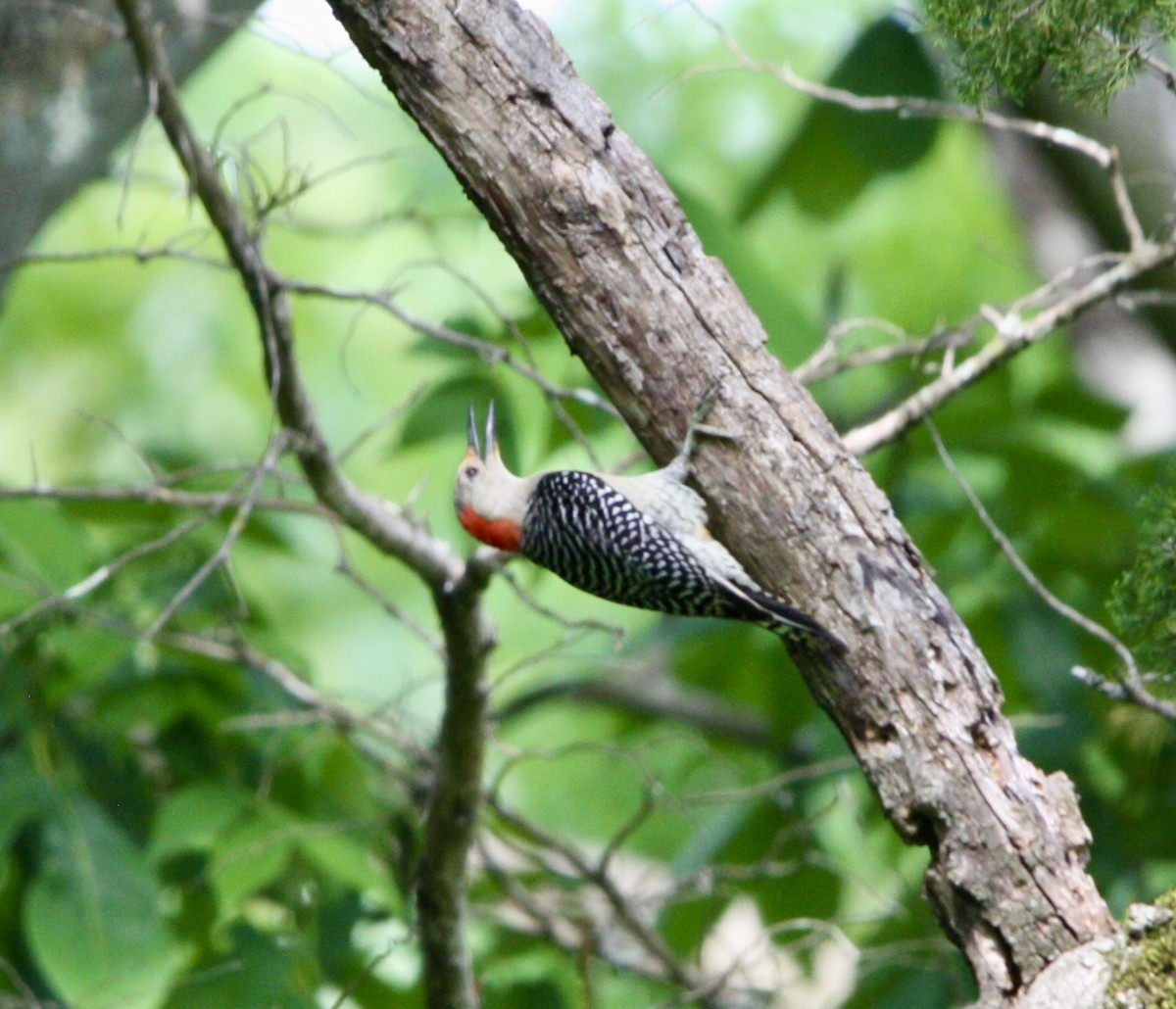 Red-bellied Woodpecker - ML612910675