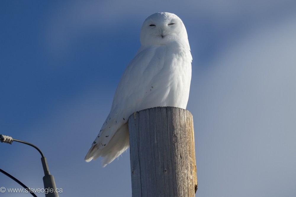 Snowy Owl - Steve Ogle