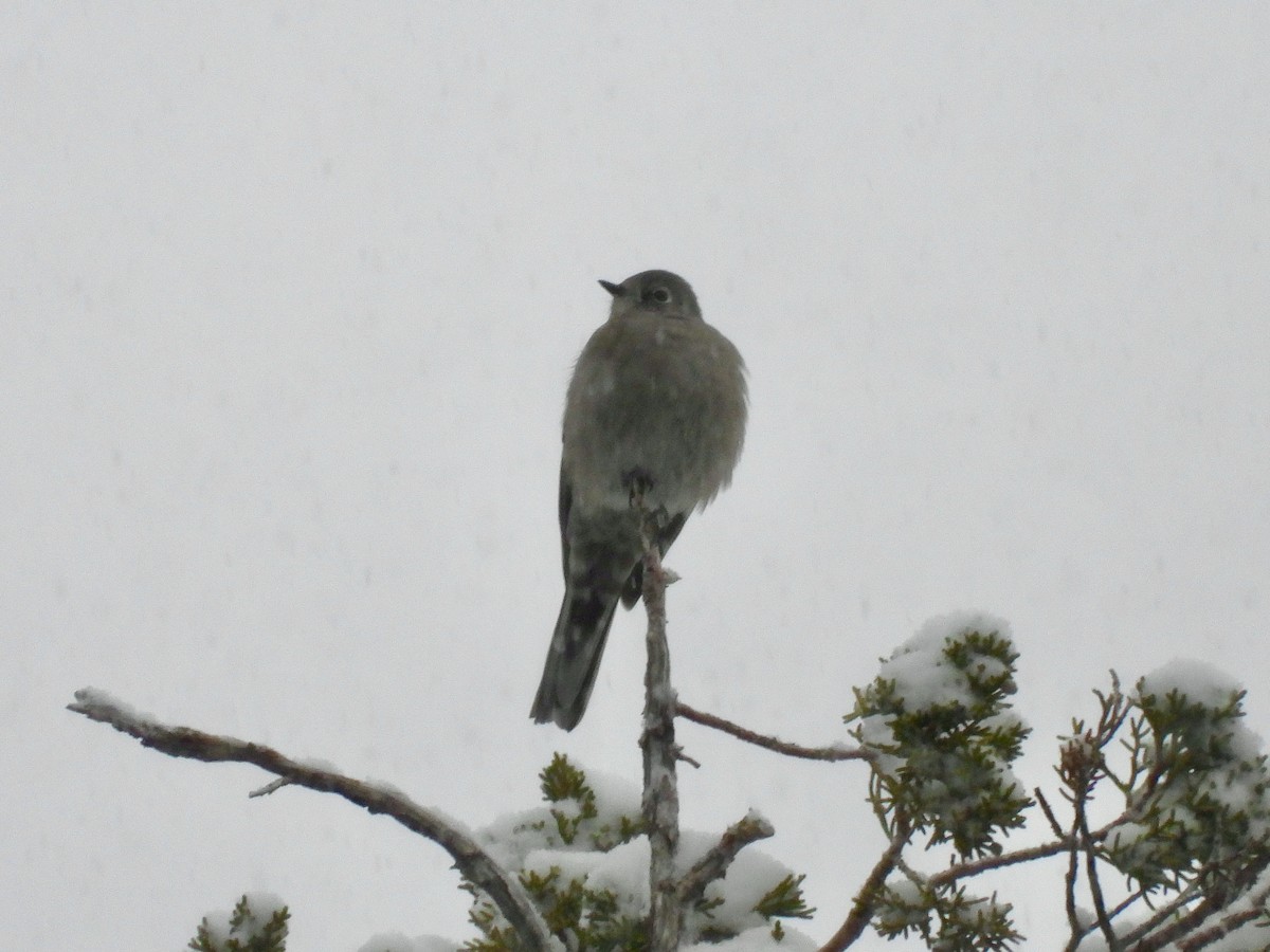 Townsend's Solitaire - ML612910860