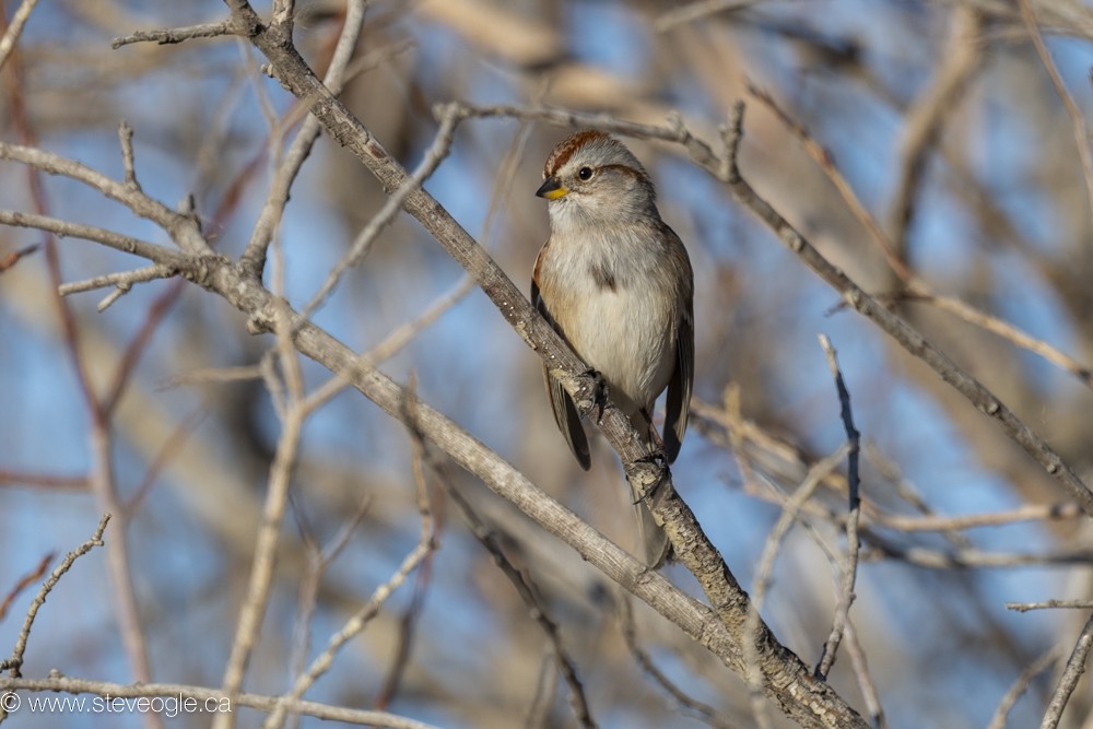 American Tree Sparrow - ML612910887