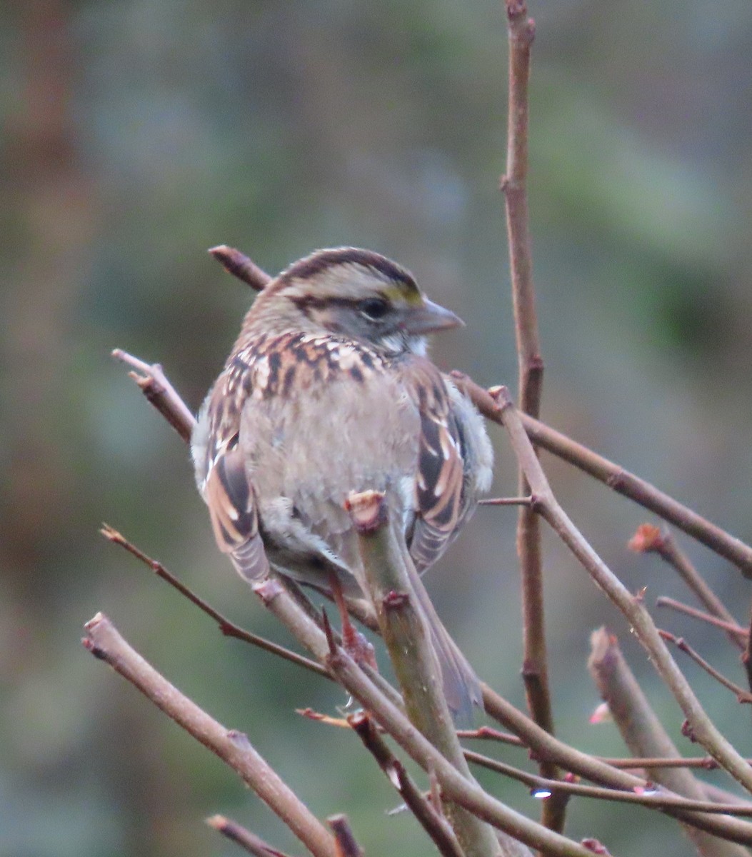 White-throated Sparrow - ML612911013