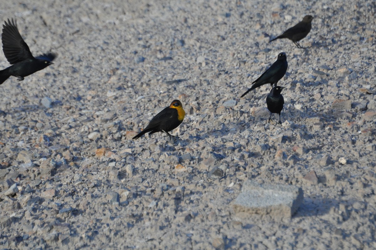 Yellow-headed Blackbird - ML612911197