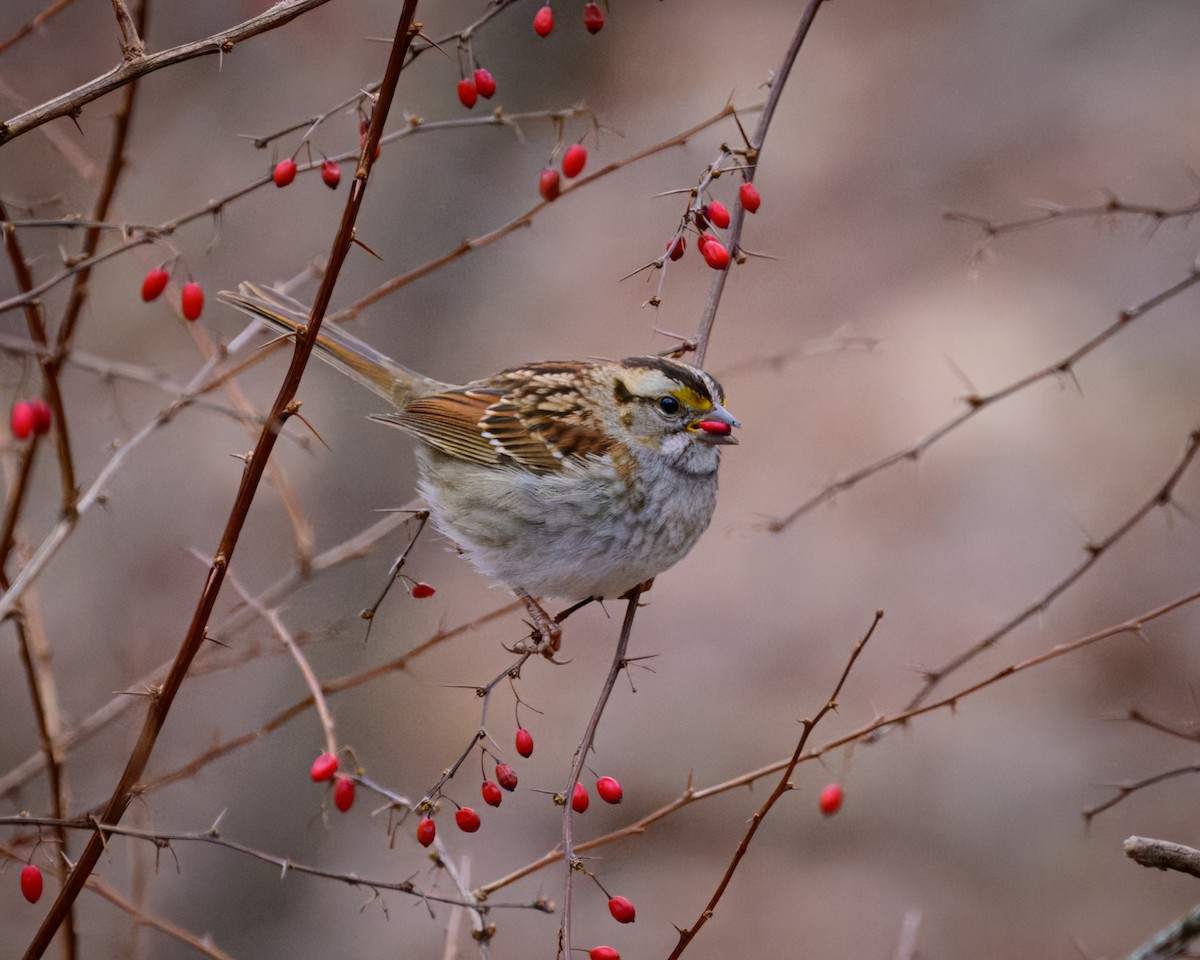 White-throated Sparrow - ML612911406