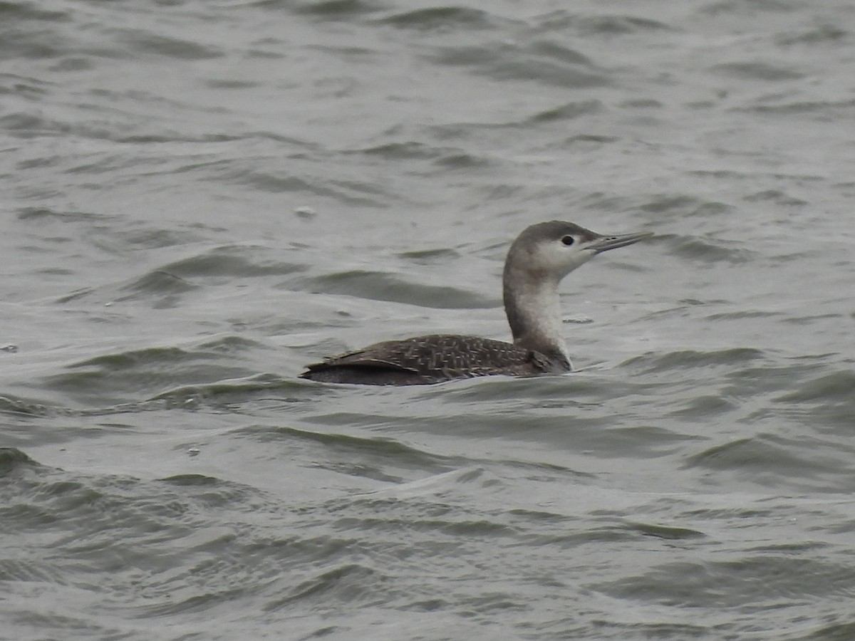 Red-throated Loon - ML612911417