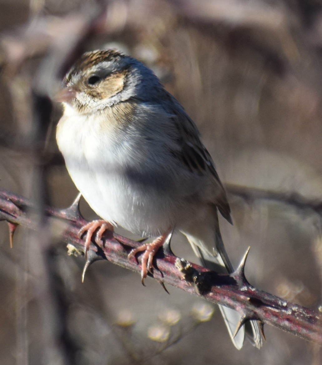 Clay-colored Sparrow - ML612911894