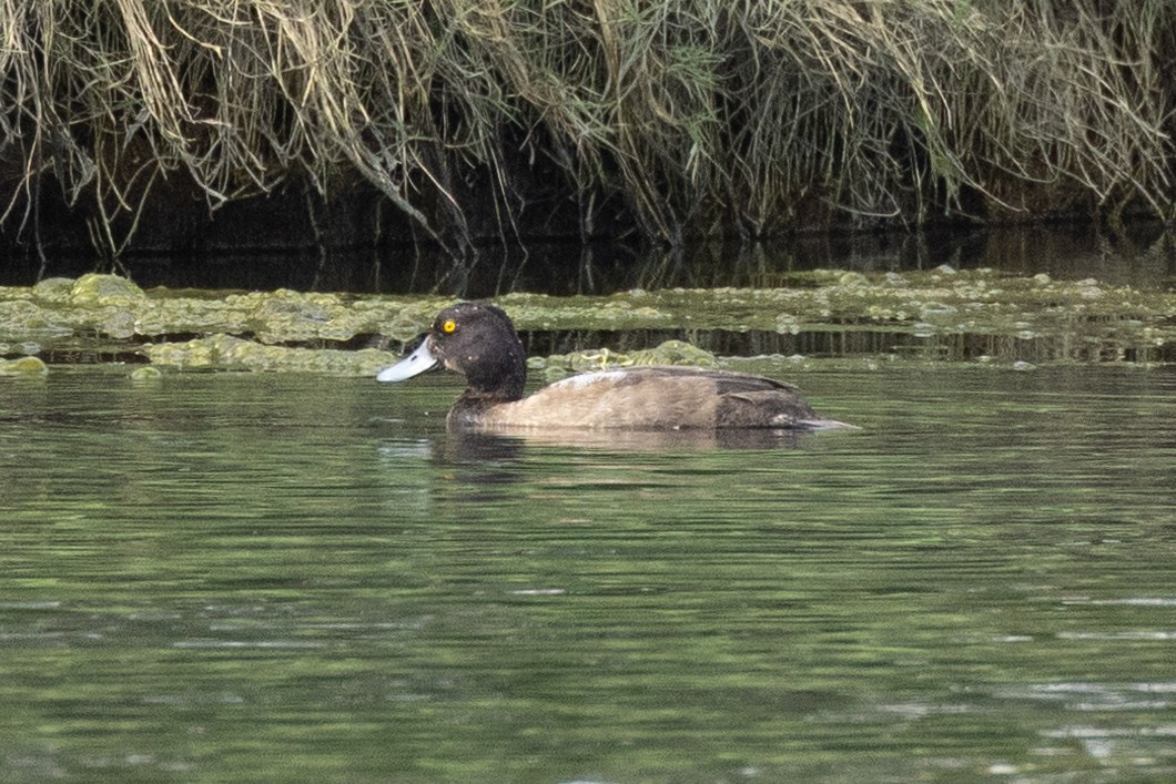 Greater Scaup - ML612912035
