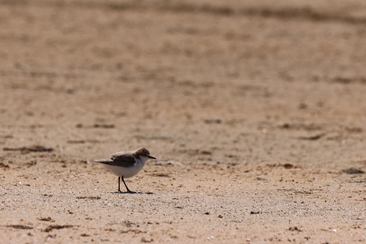 Red-capped Plover - ML612912456