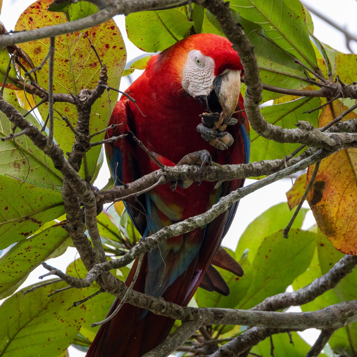 Scarlet Macaw - ML612912515