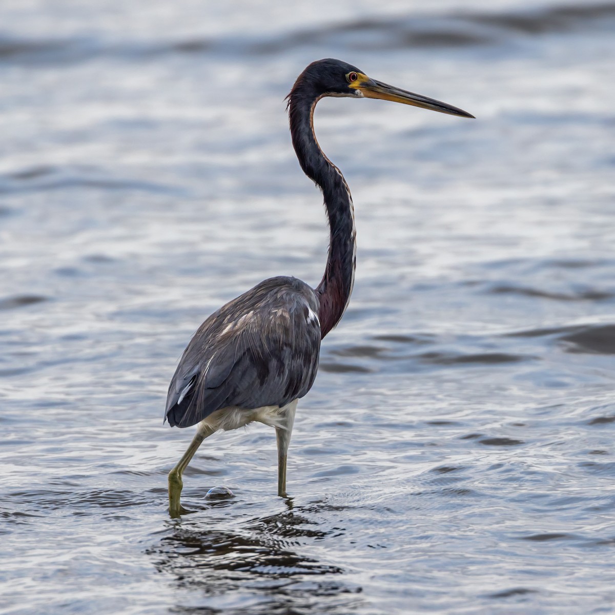 Tricolored Heron - ML612912696