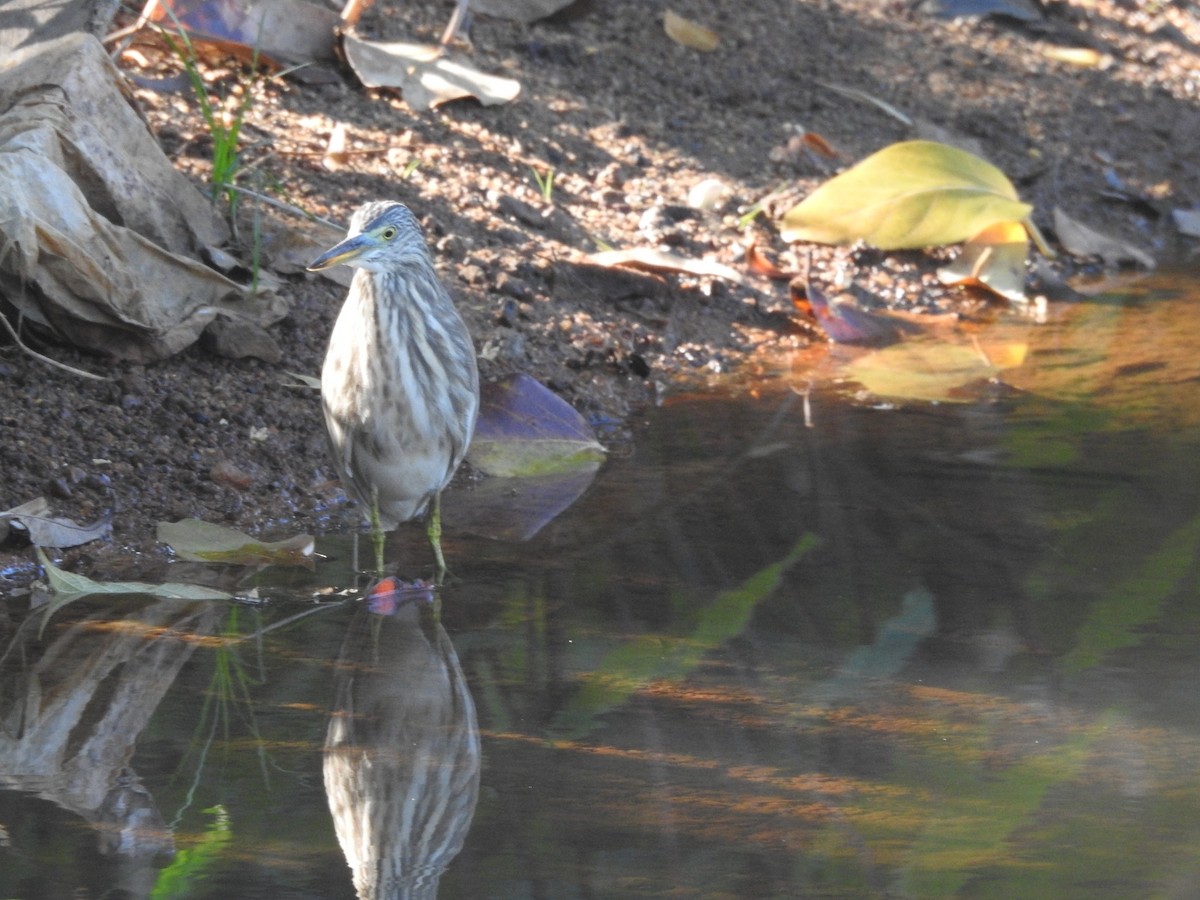 Indian Pond-Heron - GOVIND GIRIJA