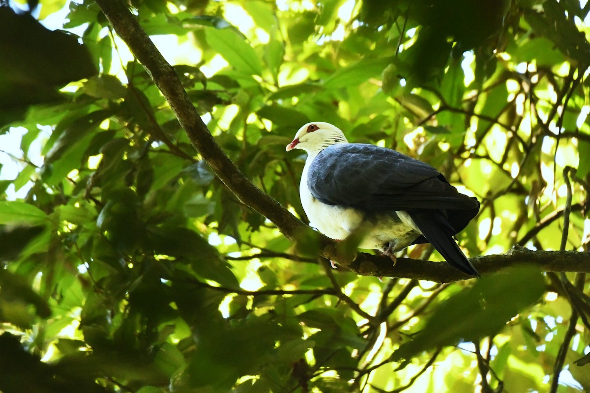 White-headed Pigeon - ML612912939
