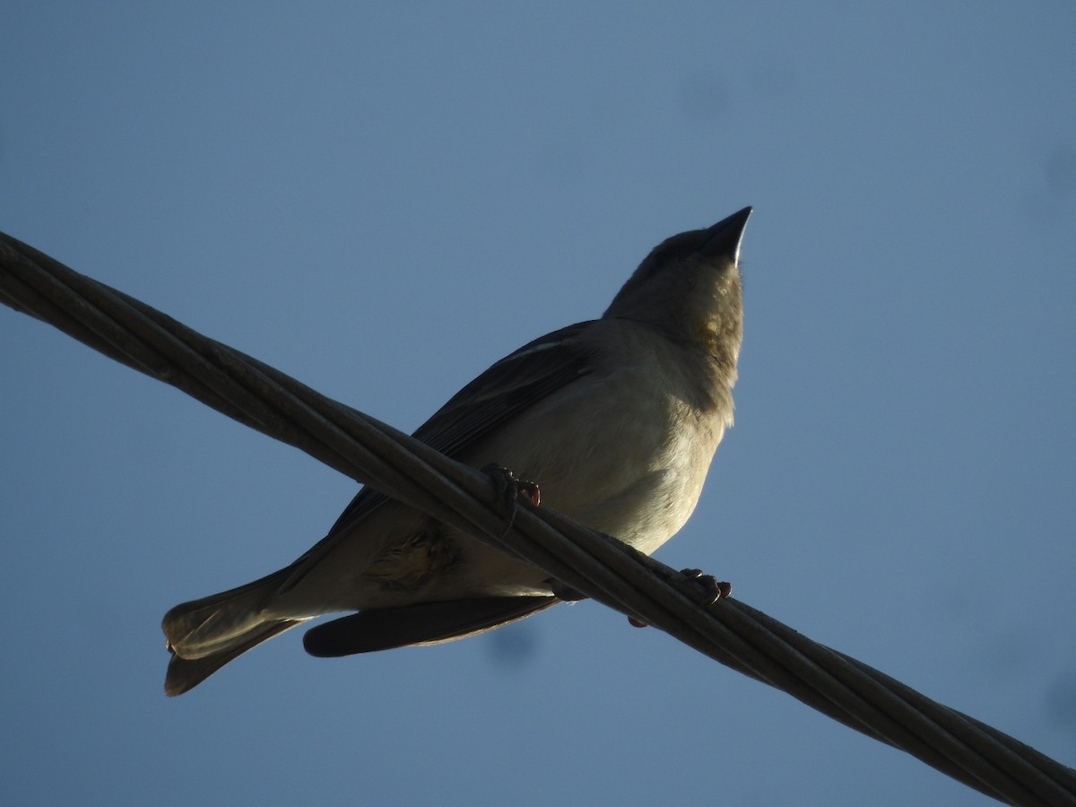 Yellow-throated Sparrow - GOVIND GIRIJA