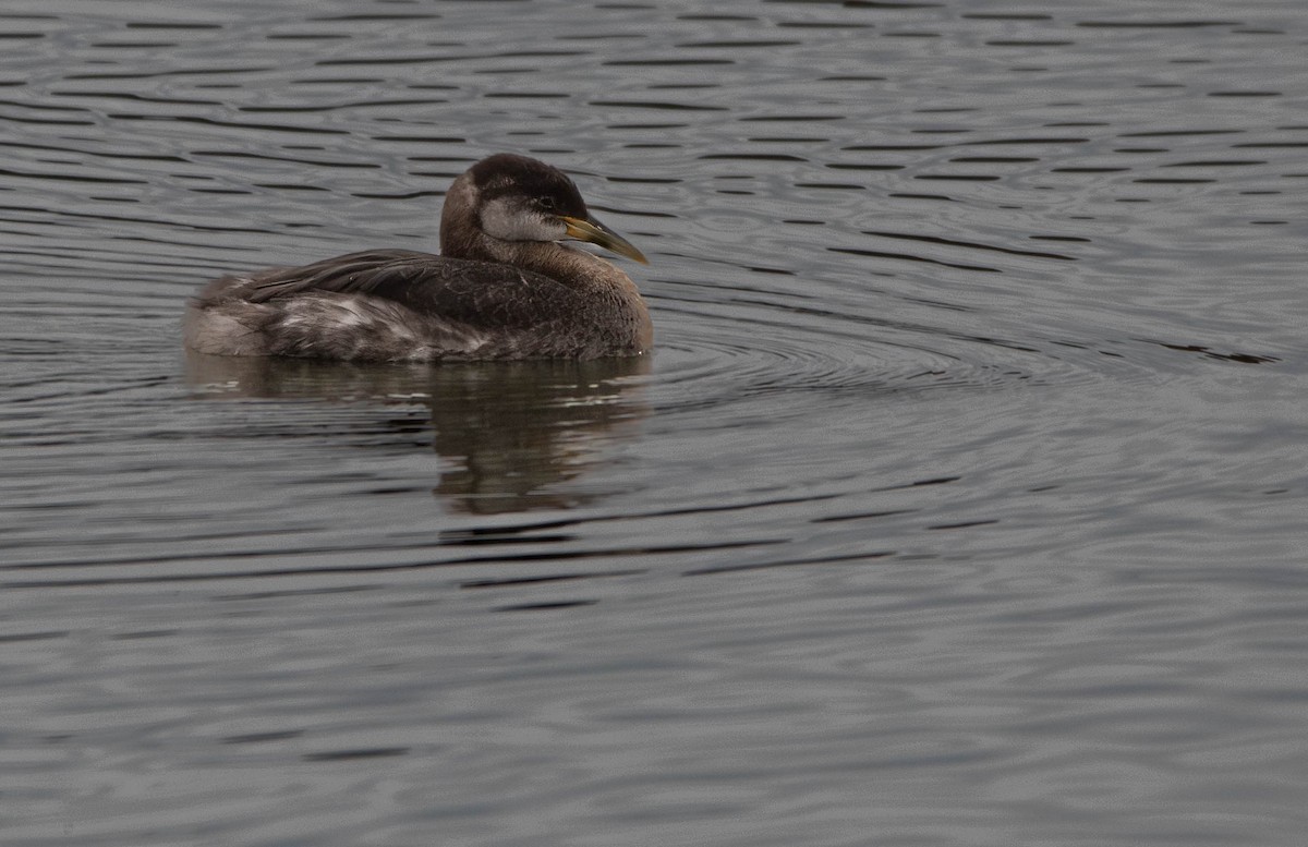 Red-necked Grebe - ML612912998
