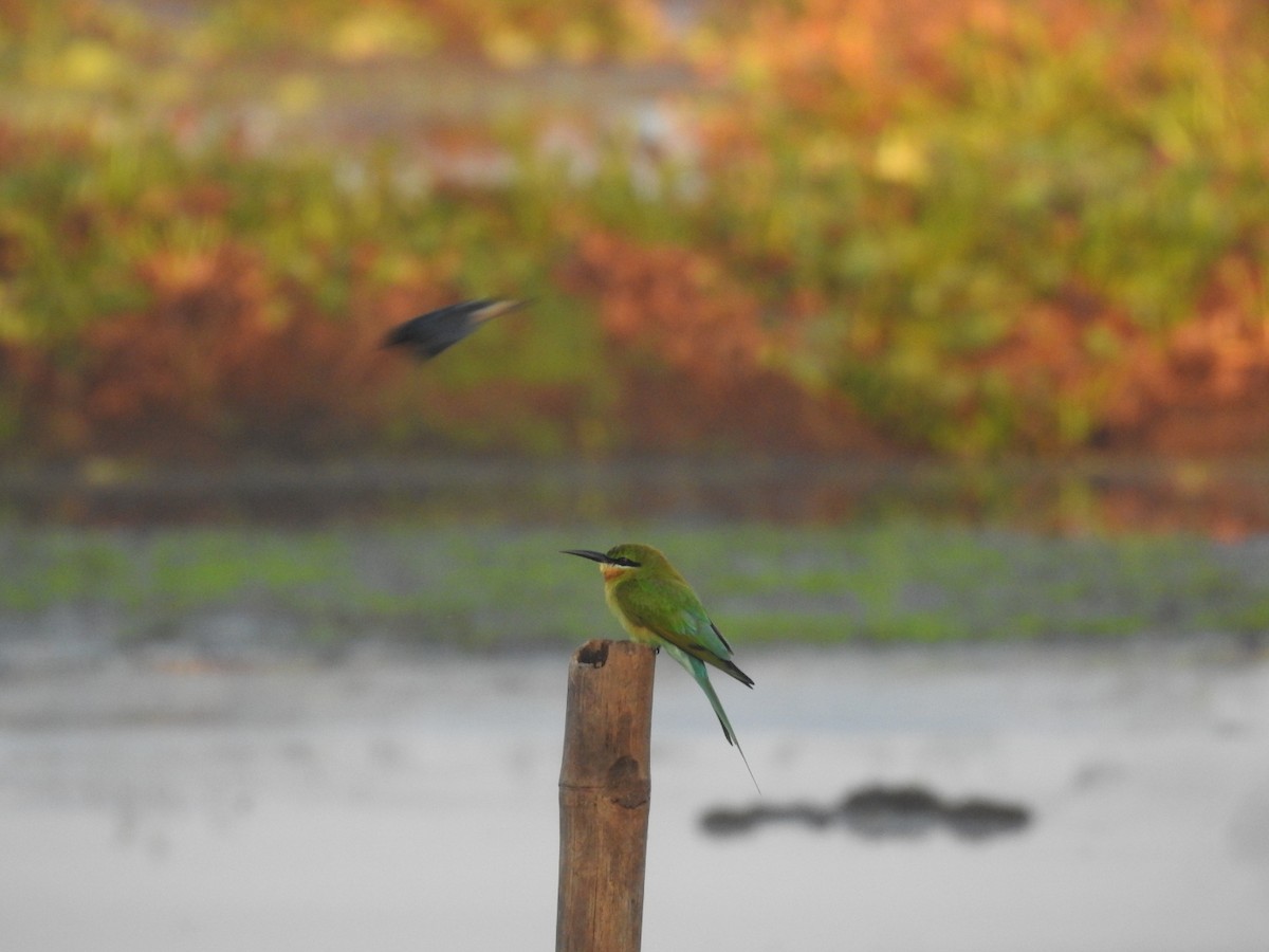 Blue-tailed Bee-eater - ML612913039