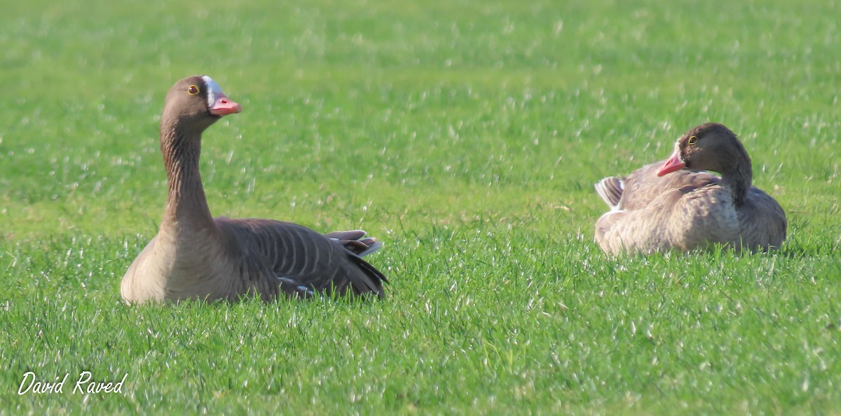 Lesser White-fronted Goose - ML612913339