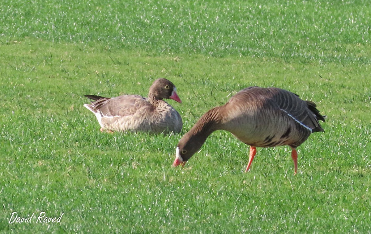 Lesser White-fronted Goose - ML612913343