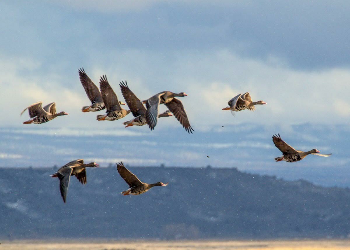 eBird Checklist 25 Mar 2023 Lower Klamath NWRStateline Rd. vista