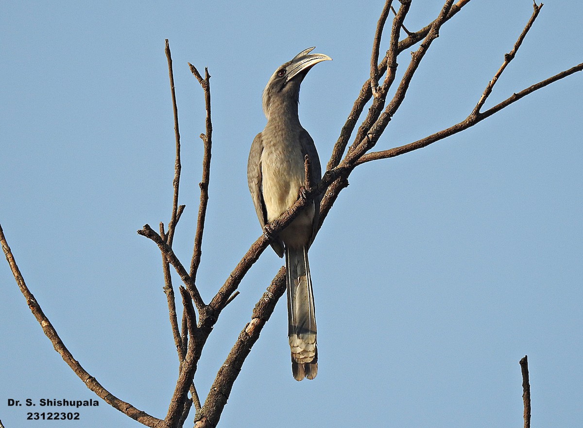 Indian Gray Hornbill - ML612914041