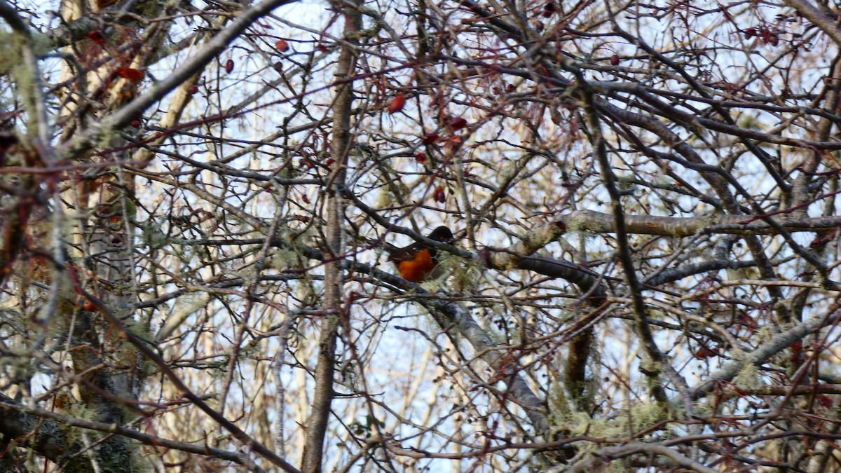 Spotted Towhee - ML612914042