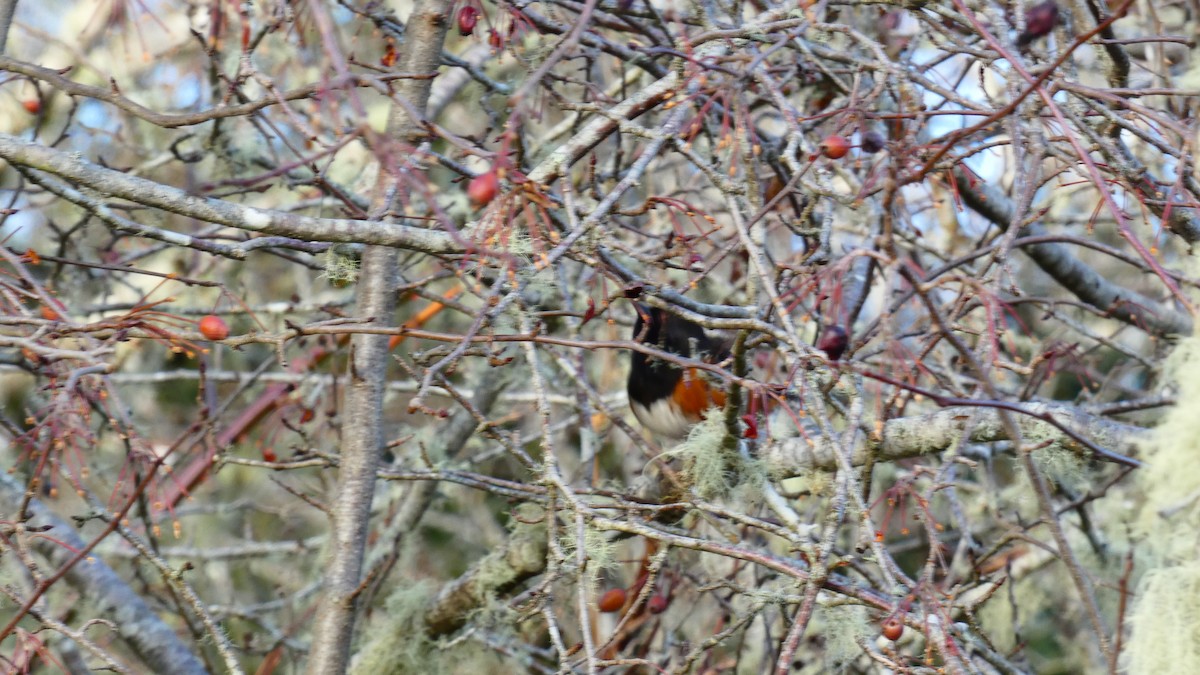 Spotted Towhee - ML612914043