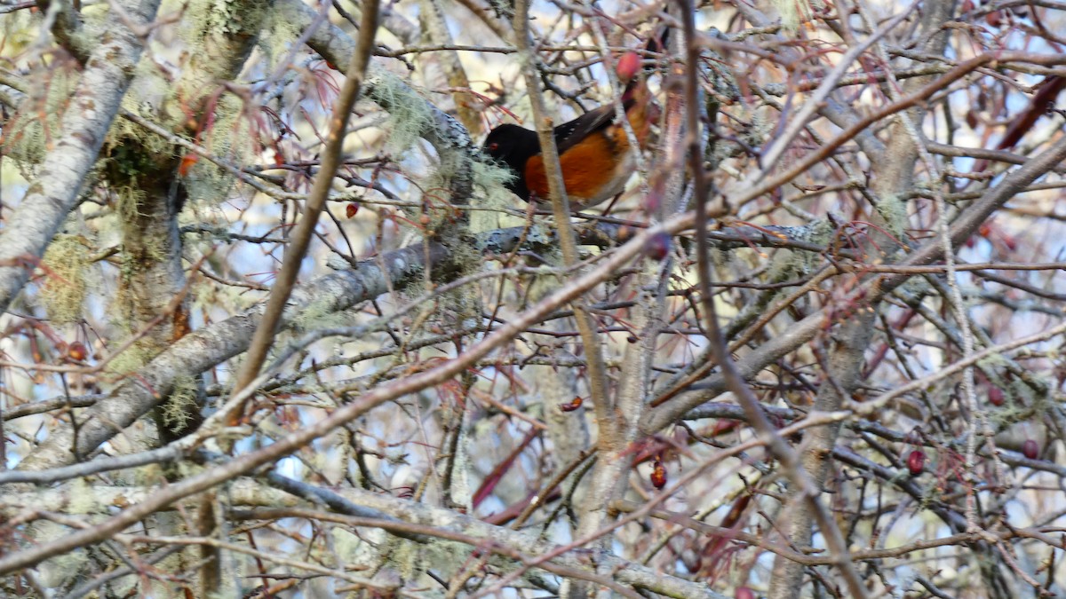 Spotted Towhee - ML612914047