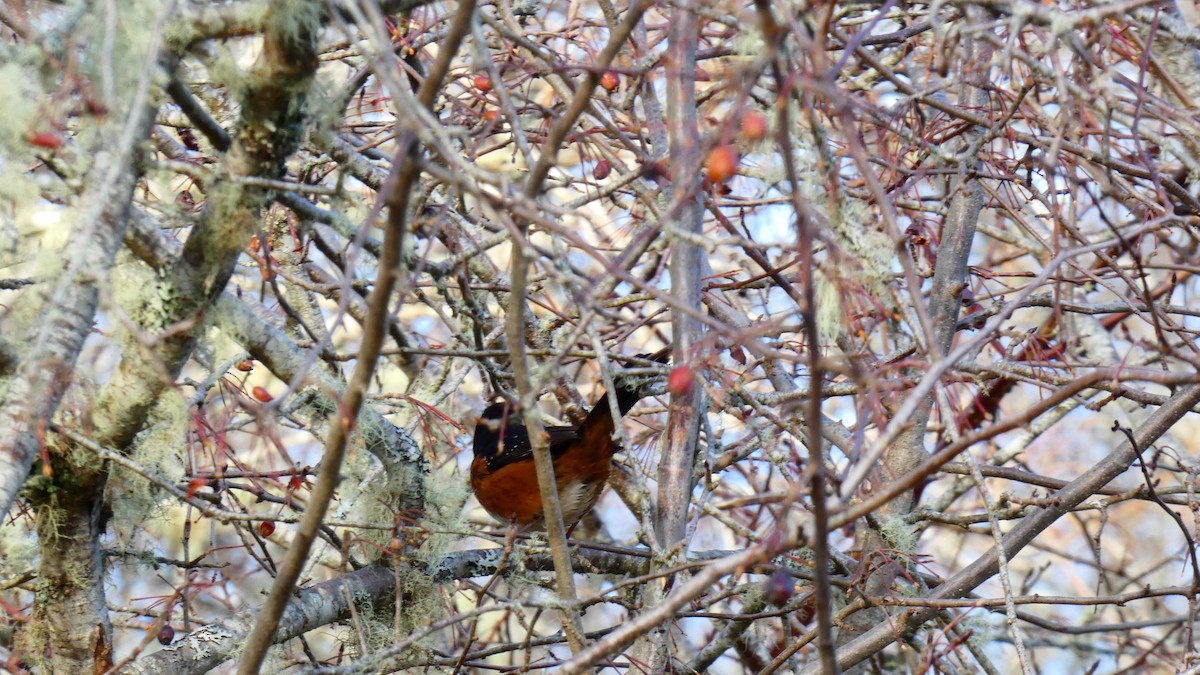 Spotted Towhee - ML612914049
