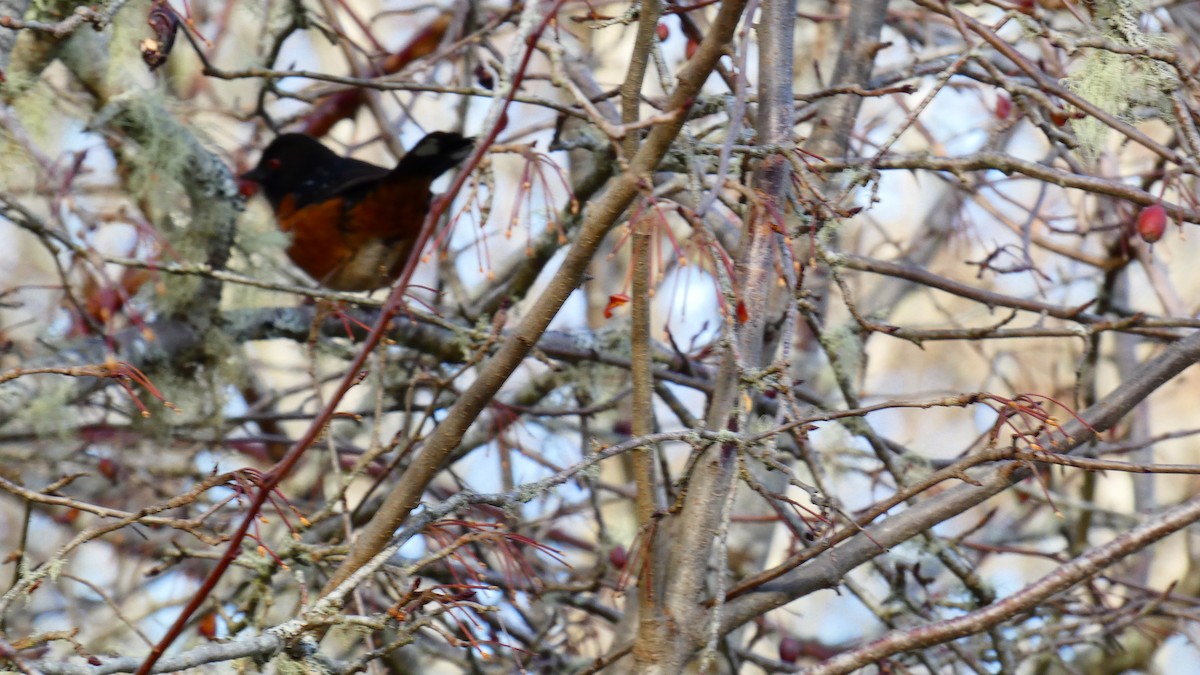Spotted Towhee - ML612914050
