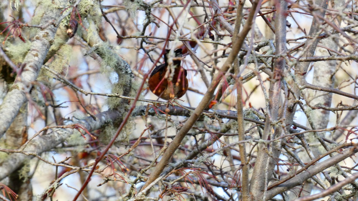 Spotted Towhee - ML612914051