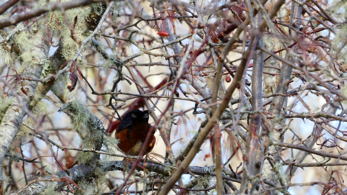 Spotted Towhee - ML612914052
