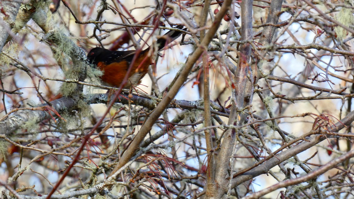Spotted Towhee - ML612914053