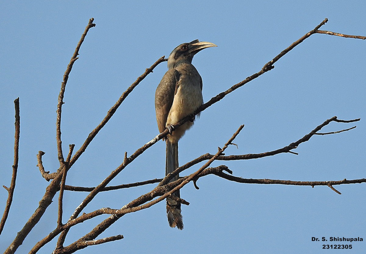 Indian Gray Hornbill - ML612914061