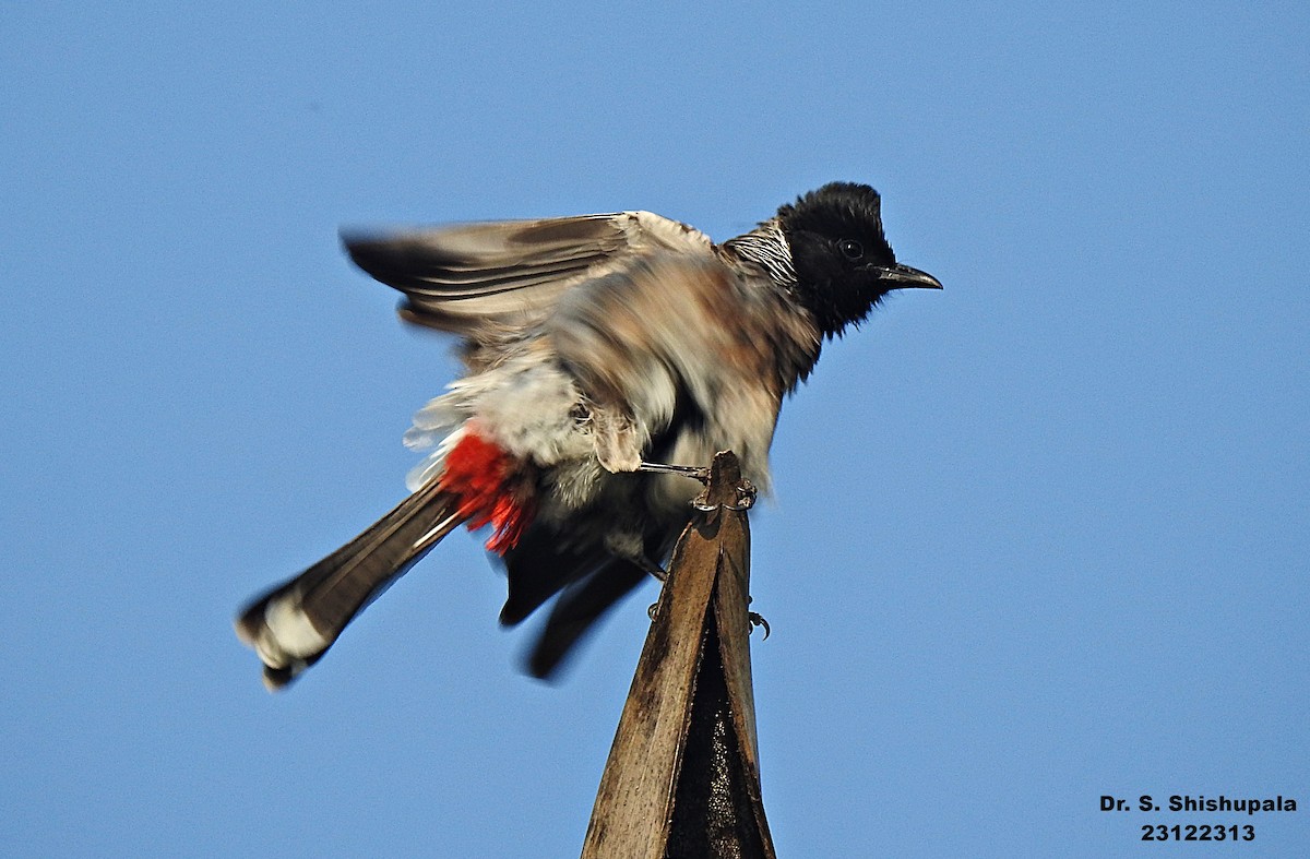 Red-vented Bulbul - ML612914062