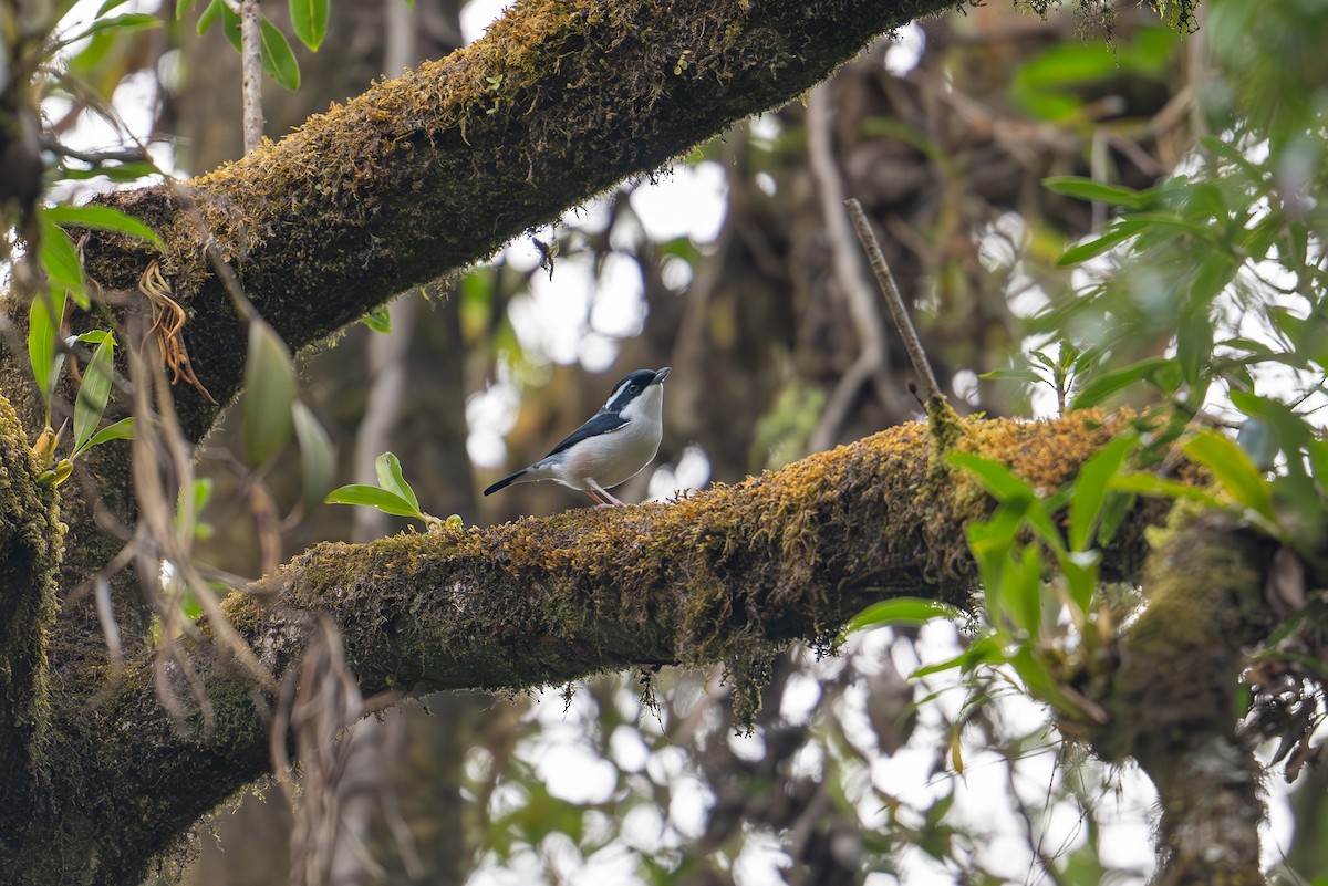 White-browed Shrike-Babbler (Himalayan) - ML612914104