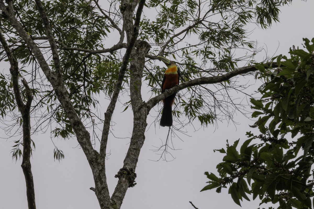 Red-breasted Toucan - ML612914217