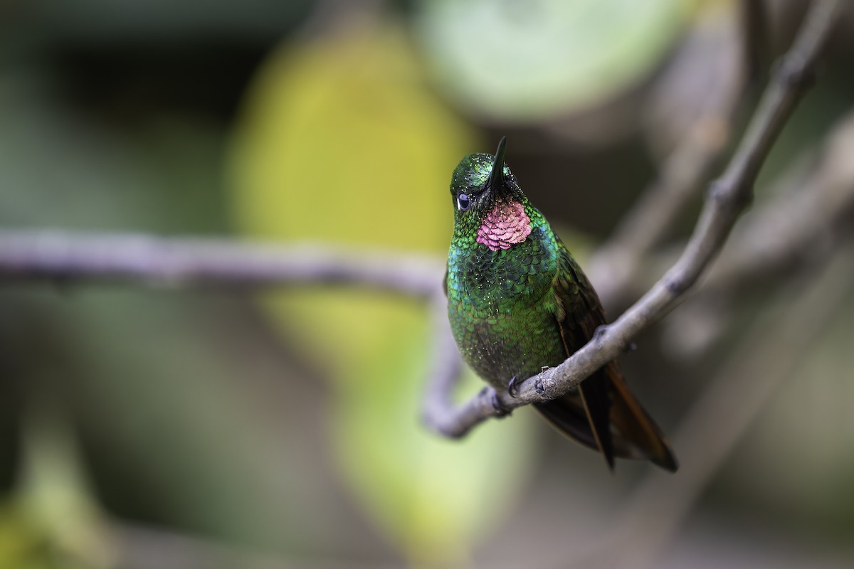 kolibřík brazilský - ML612914235