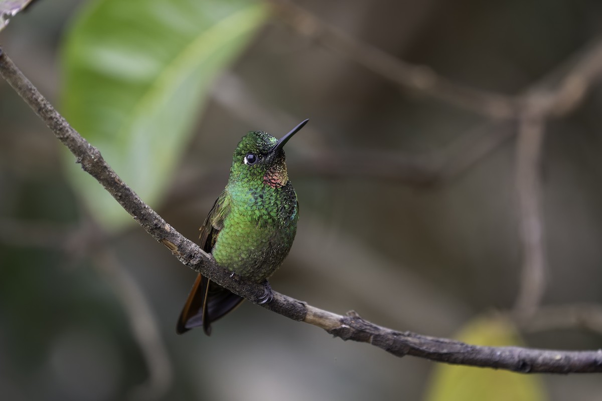 kolibřík brazilský - ML612914240