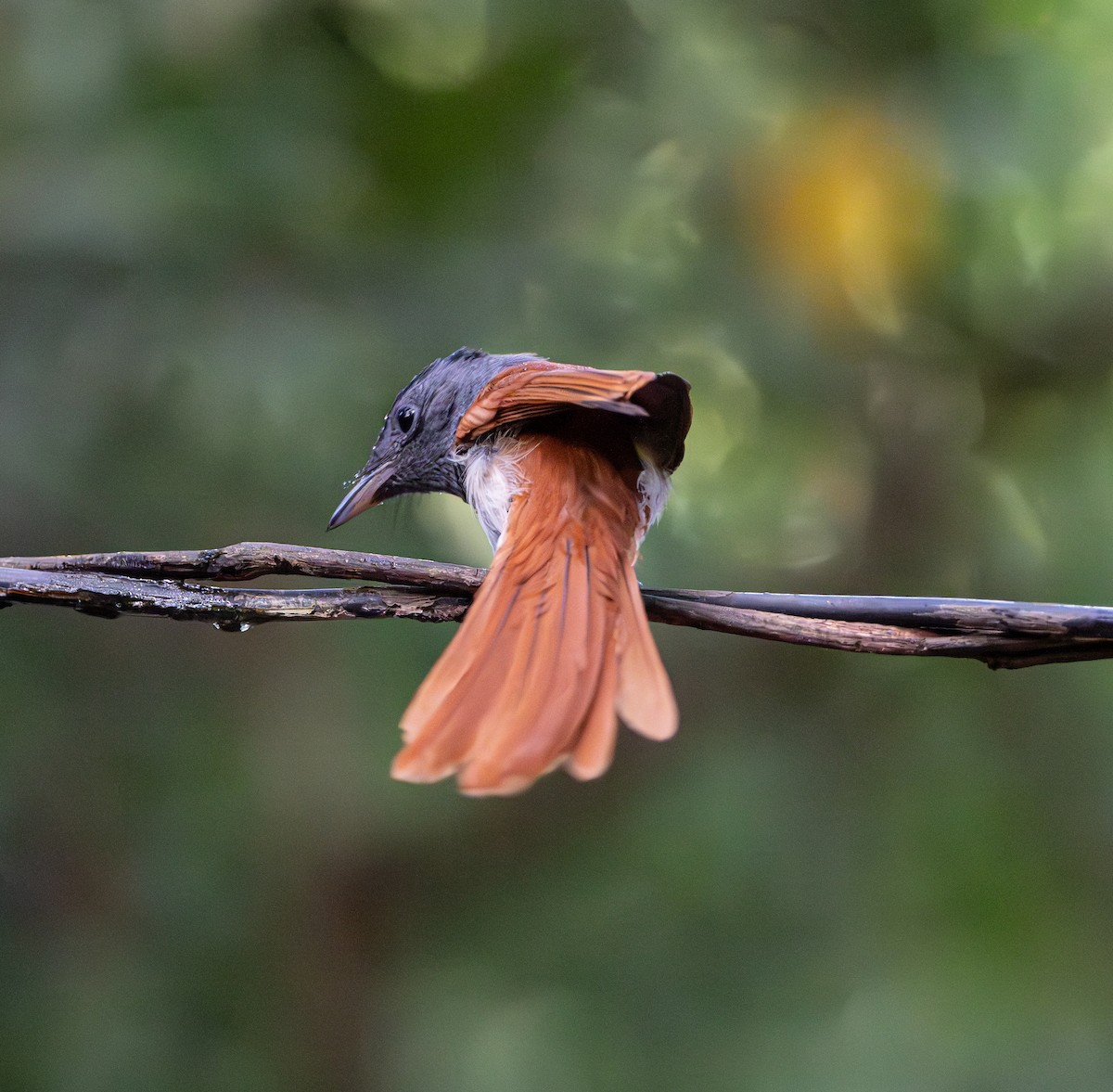 paradise-flycatcher sp. - yuttapun jumphon
