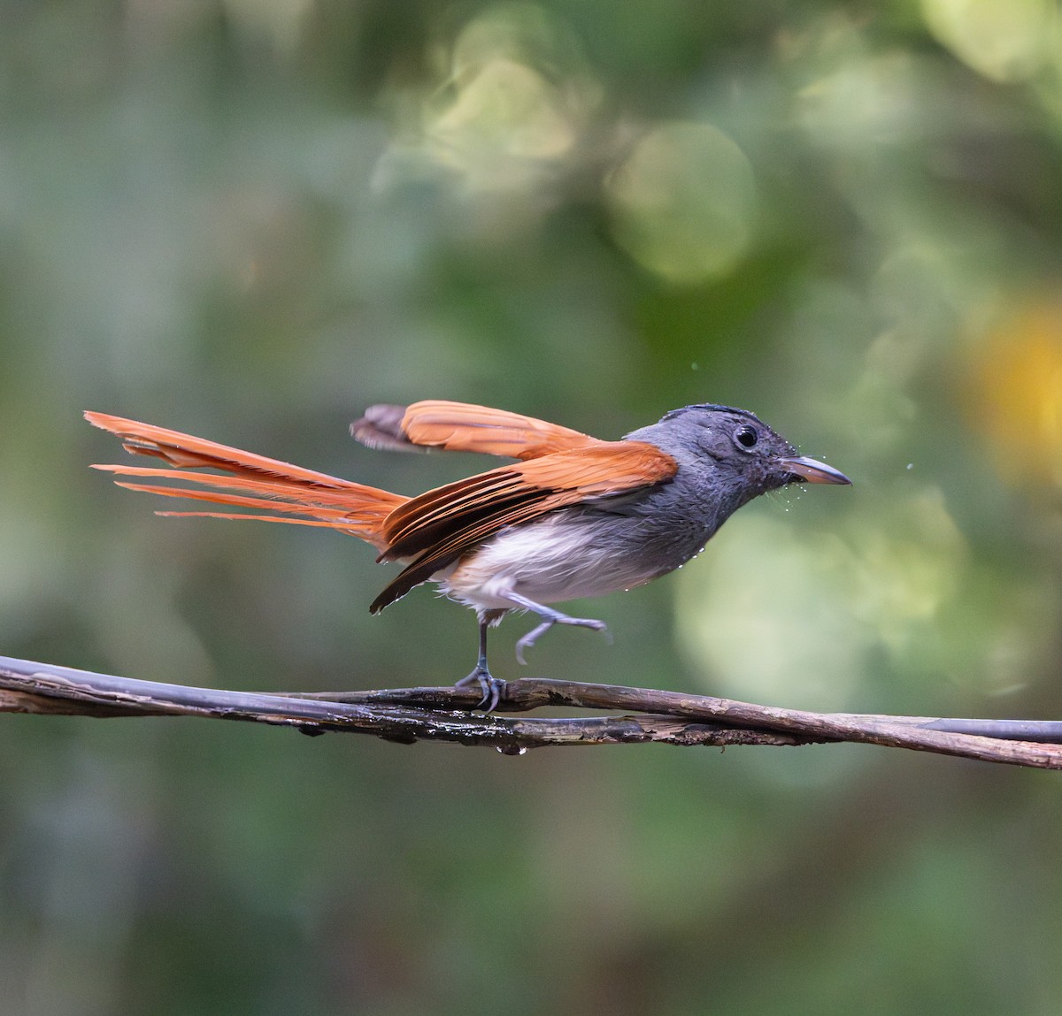 paradise-flycatcher sp. - yuttapun jumphon
