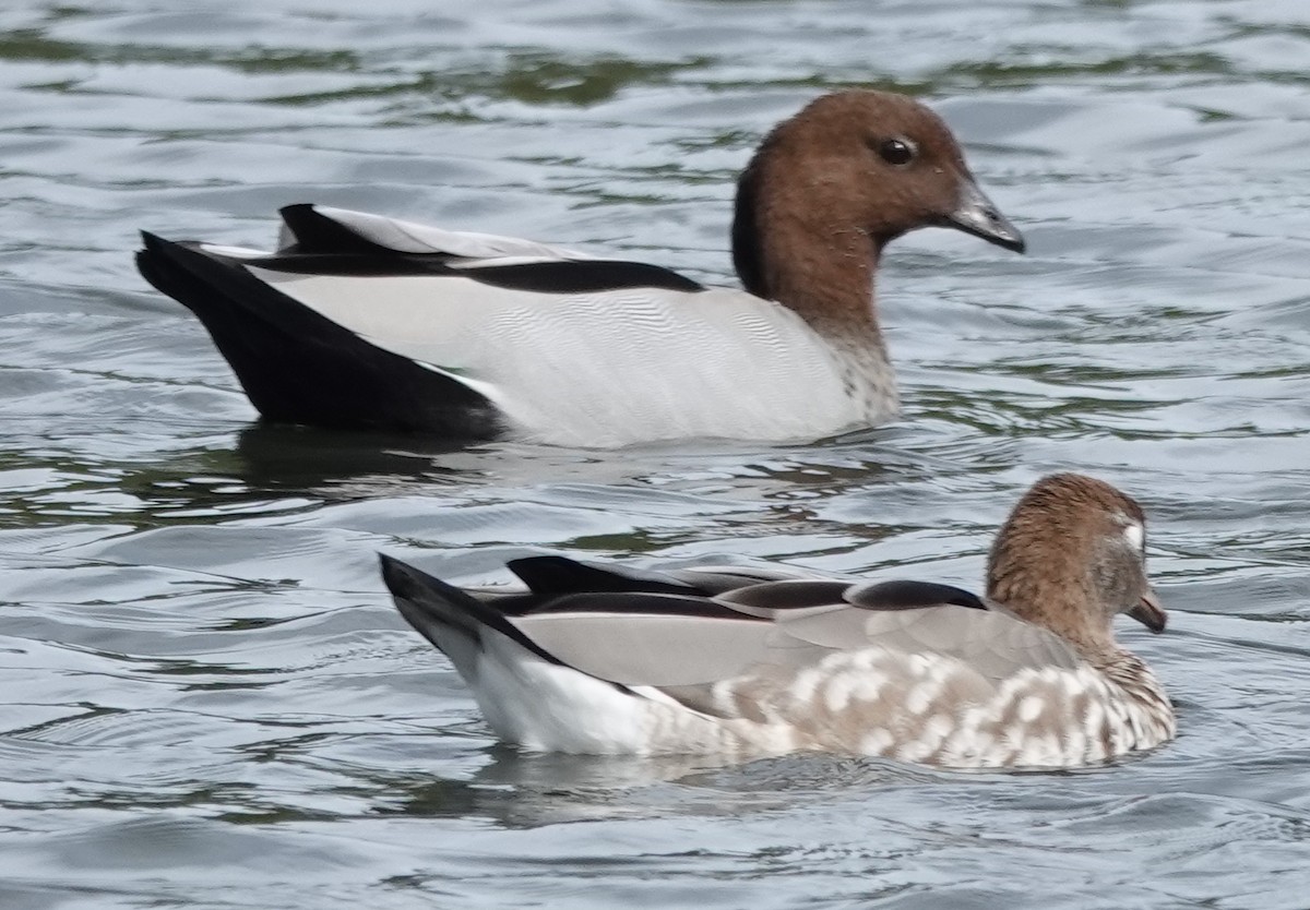 eBird Checklist 1 Jan 2024 Heatherdale Wetlands 15 species