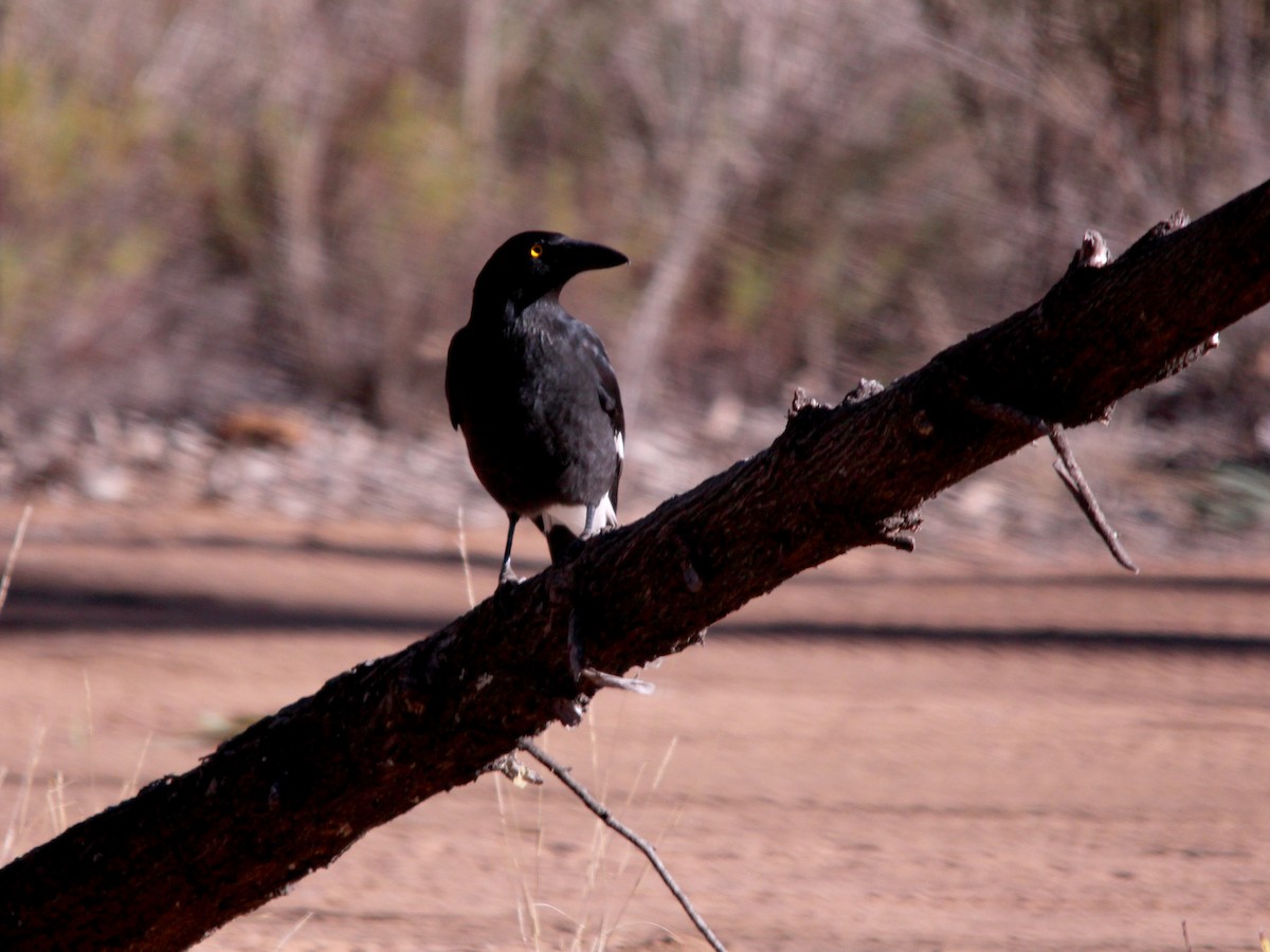 Pied Currawong - ML612914641