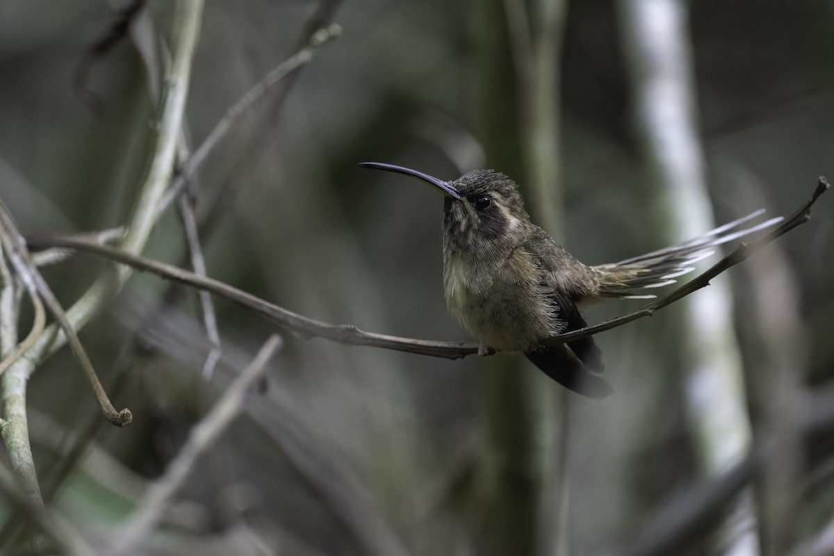 kolibřík temnohrdlý - ML612914784