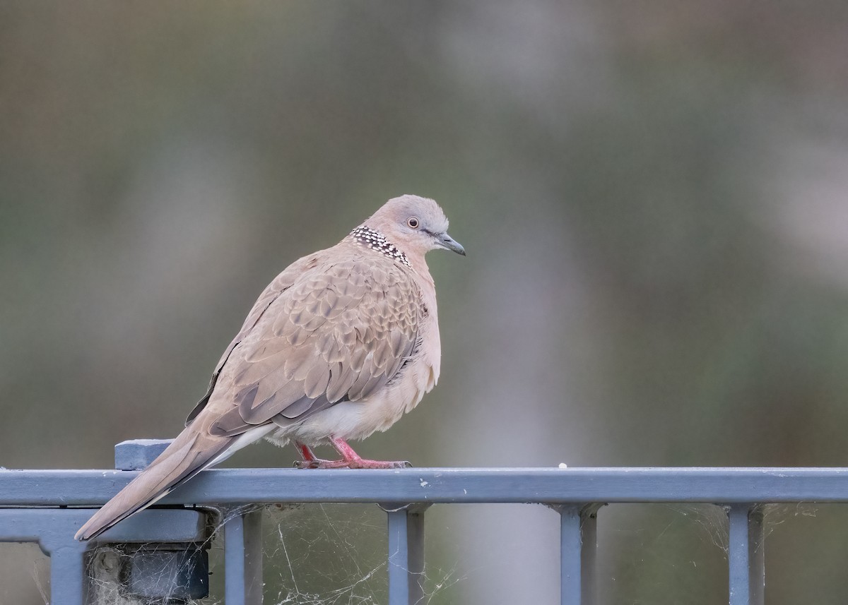 Spotted Dove - ML612914925